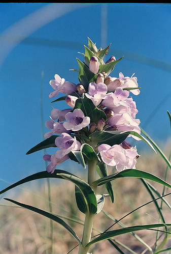 Penstemon haydenii